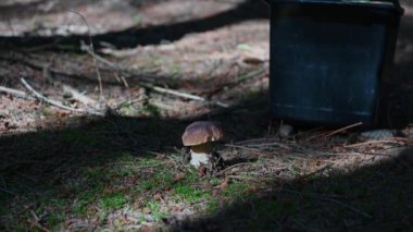 Kişi bir forrest mantar toplama, stok video görüntüleri