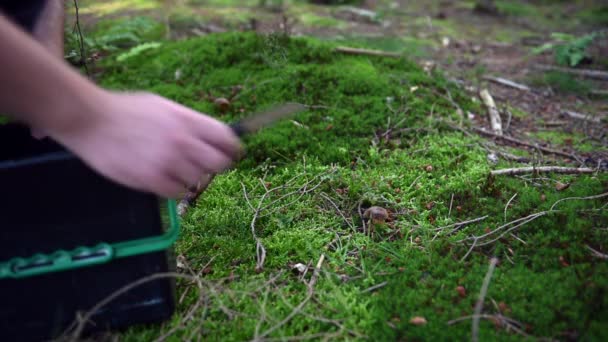 Kişi Bir Forrest Mantar Toplama Stok Video Görüntüleri — Stok video