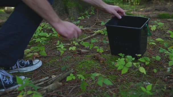 Person Beim Pilzesammeln Einem Wald Archivmaterial — Stockvideo