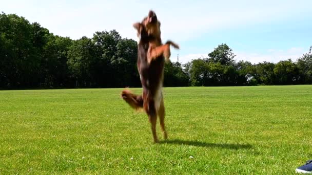 可爱的 漂亮的狗跳起来接它的橡皮球 主人把它举得很高 狗跳出框架 在主人把它扔下去的时候追了上去 这只狗在一个大草坪上玩耍 这是一个美丽的夏日 — 图库视频影像