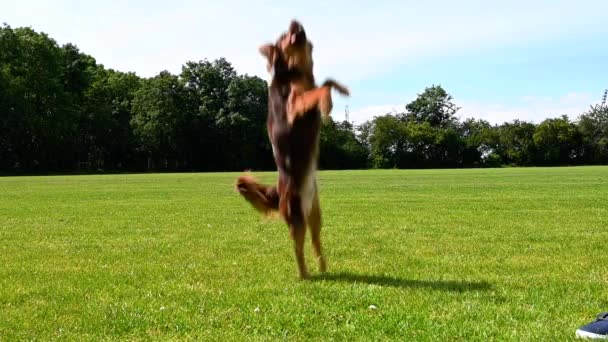 Piccolo Carino Bellissimo Cane Che Salta Prendere Sua Palla Gomma — Video Stock