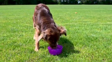 Küçük, şirin, güzel, kahverengi köpek uzanmış ve mor su kabından su içiyor. Köpek oyun oynadıktan ve koştuktan sonra çok yorgun. Köpek büyük bir çim tarlasında oynuyor ve güneşli güzel bir yaz günü.. 