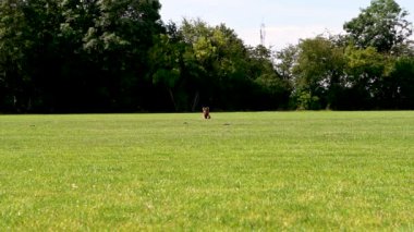 Küçük, sevimli, güzel kahverengi köpek küçük sarı lastik topunu yakalamak için zıplıyor. Sahibi onu yukarıda tutuyor ve köpek neredeyse çerçeveden fırlayacak. Köpek büyük bir çim tarlasında oynuyor ve güneşli güzel bir yaz günü.. 