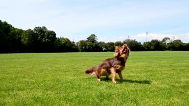 Küçük, sevimli, güzel köpek küçük sarı lastik topunu kovalarken, sahibi topu fırlatır ve sonra geri verir. Köpek büyük bir çim tarlasında oynuyor ve güzel güneşli bir yaz günü. Brian Holm Nielsen 'den hisse senedi görüntüleri