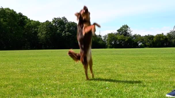 Pequeño Lindo Hermoso Perro Marrón Saltando Para Atrapar Pequeña Bola — Vídeos de Stock