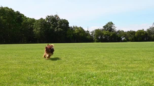可爱的 漂亮的棕色狗跳起来抓住它的黄色小橡皮球 主人把它举得很高 狗几乎跳出了框架 这只狗在一个大草坪上玩耍 这是一个阳光明媚的夏天 — 图库视频影像