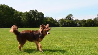 Küçük, sevimli, güzel kahverengi köpek sarı lastik topunu kovalarken, sahibi topu fırlatır ve sonra geri verir. Köpek büyük bir çim tarlasında oynuyor ve güzel güneşli bir yaz günü. Brian Holm Nielsen 'in ağır çekim görüntüleri.