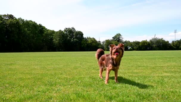 Pequeño Lindo Hermoso Perro Marrón Saltando Para Atrapar Pelota Goma — Vídeos de Stock