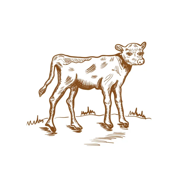 Desenho de vaca, ilustração vetorial desenhada à mão, desenho vintage na cor marrom, design para produtos eco-agrícolas —  Vetores de Stock