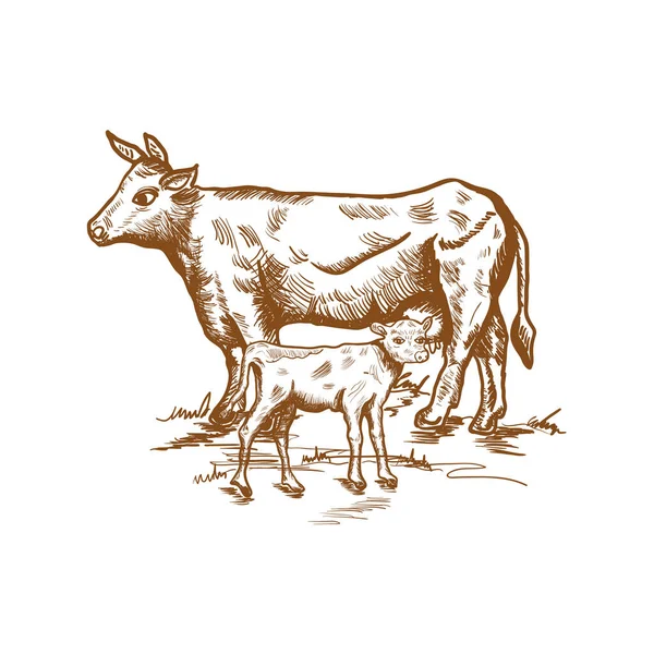 Boceto vintage de vaca y ternera, ilustración dibujada a mano en marrón aislado sobre fondo blanco, diseño para productos ecológicos de granja — Archivo Imágenes Vectoriales