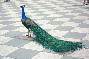 Bahçeleri, Cecilio Rodriguez, içinde Park iyi emeklilik (Parque del Buen Retiro) Madrid, İspanya'nın yollarının serbestçe yürürken peacock.