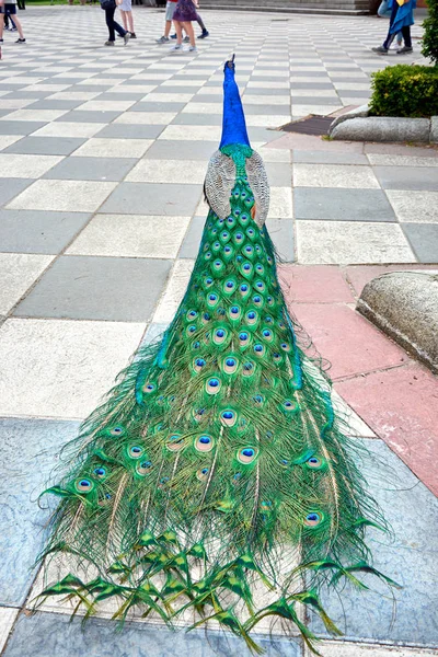 Bahçeleri, Cecilio Rodriguez, içinde Park iyi emeklilik (Parque del Buen Retiro) Madrid, İspanya'nın yollarının serbestçe yürürken peacock.