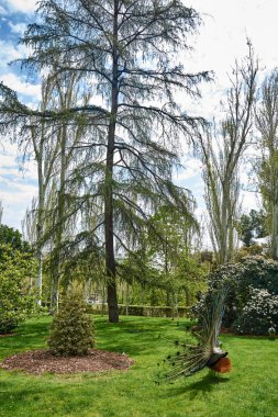 Bahçeleri, Cecilio Rodriguez, içinde Park iyi emeklilik (Parque del Buen Retiro) Madrid, İspanya'nın dans peacock.