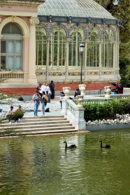 Madrid, İspanya - 23 Nisan 2018: yüzme havuzun yanındaki cam sarayın içinde Park iyi emeklilik (Parque del Buen Retiro) Madrid, İspanya üzerinde iki siyah kuğu.