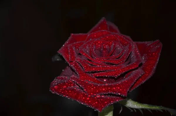 Rose flower covered with dew