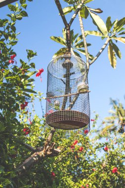 Güzel kuş kafesi bir tropikal arka plan ve mavi gökyüzü. Bali Adası.