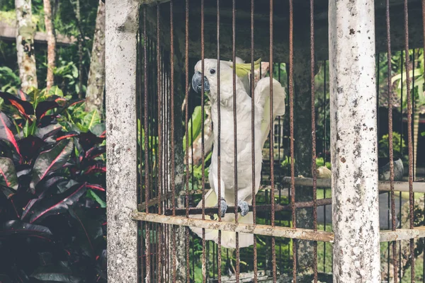 Piękna biała papuga w klatce. — Zdjęcie stockowe