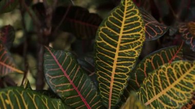 Tropikal orman arka plan yapraklar. Portre,