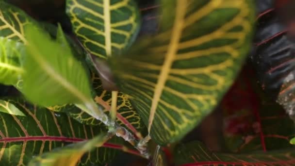 Tropische bladeren jungle achtergrond. Closeup, — Stockvideo