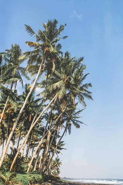 Landschap van het zwarte zand strand met prachtige palmen. Bali eiland. — Stockfoto