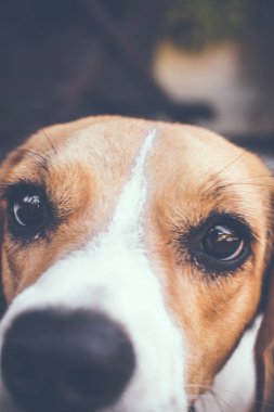 Sevimli kadın beagle köpek portresi.