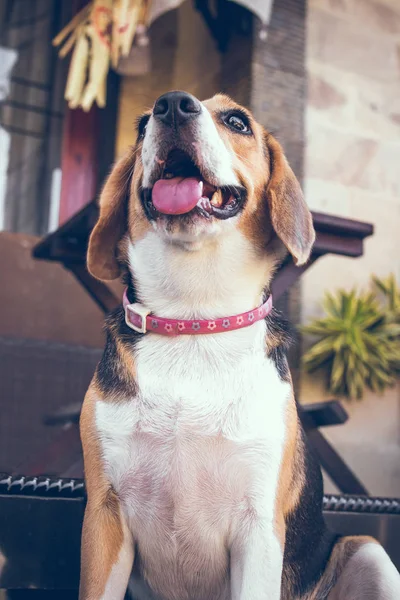 Porträtt av söt kvinnlig beaglehund. — Stockfoto