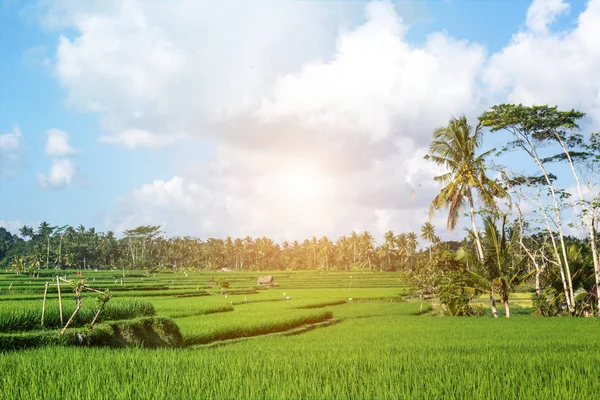 Una hermosa vista del campo de arroz. Isla de Bali . — Foto de Stock