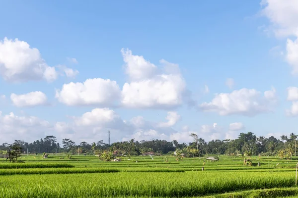 A beautiful rice field view. Bali island. — Stock Photo, Image