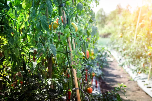 Zweig von frischen Tomaten hängen an Bäumen in Bio-Bauernhof, Bali Island. Bio-Tomatenplantage. — Stockfoto