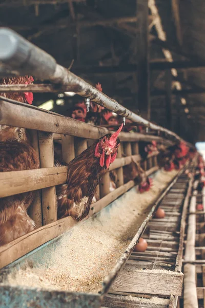 Tavuk tavuk çiftliği kafeste. Tavuk yumurta çiftliği.