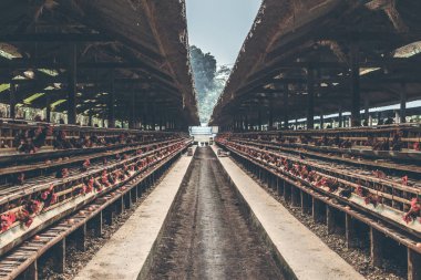 Tavuk tavuk çiftliği kafeste. Tavuk yumurta çiftliği.