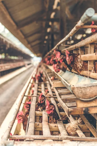 Tavuk tavuk çiftliği kafeste. Tavuk yumurta çiftliği.