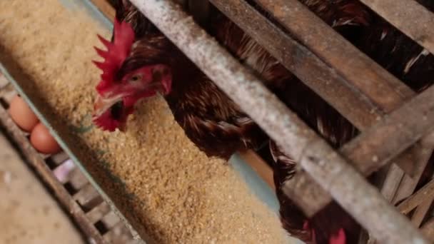 Pollos en la jaula en la granja de pollos. Granja de huevos de pollo . — Vídeo de stock