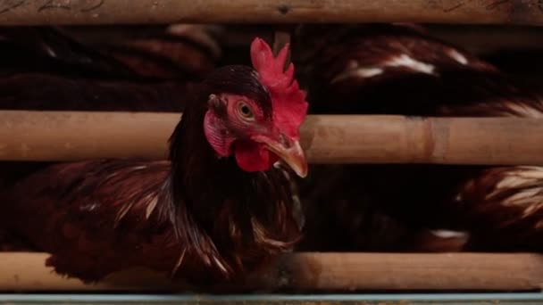 Chickens in the cage on chicken farm. Chicken eggs farm. — Stock Video