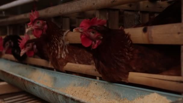 Poulets dans la cage de la ferme de poulets. Oeufs de poulet ferme . — Video