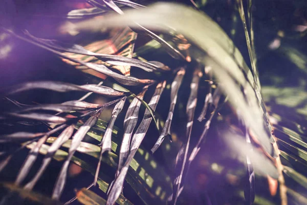 Diseño creativo de hojas verdes tropicales. Fondo de palma tropical . — Foto de Stock