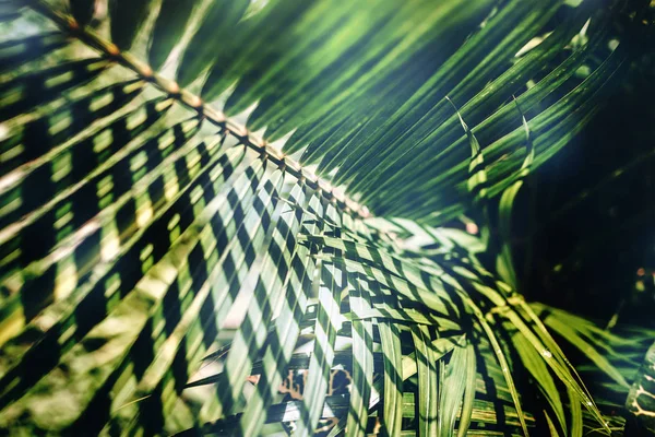 Kreativa tropiskt gröna blad layout. Tropisk palm bakgrund. — Stockfoto