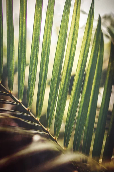 Kreativa tropiskt gröna blad layout. Tropisk palm bakgrund. — Stockfoto