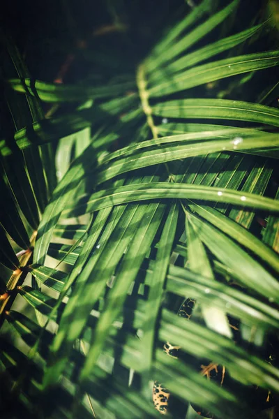 Diseño creativo de hojas verdes tropicales. Fondo de palma tropical . — Foto de Stock