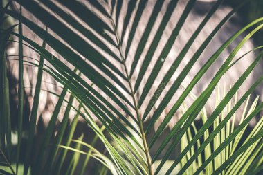 Yaratıcı tropikal yeşil yaprakları düzeni. Tropikal palmiye arka plan.