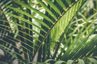 Yaratıcı tropikal yeşil yaprakları düzeni. Tropikal palmiye arka plan.