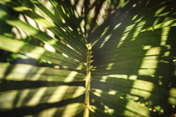 Kreativa tropiskt gröna blad layout. Tropisk palm bakgrund. — Stockfoto