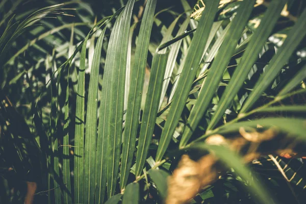 Yaratıcı tropikal yeşil yaprakları düzeni. Tropikal palmiye arka plan.