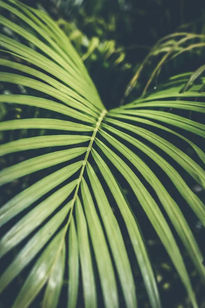 Diseño creativo de hojas verdes tropicales. Fondo de palma tropical . —  Fotos de Stock