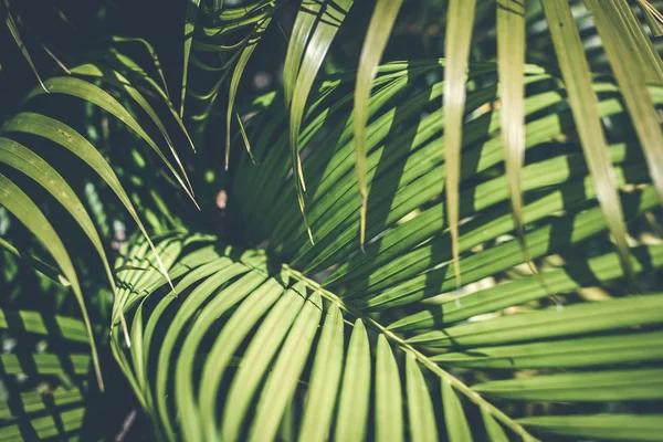 Kreativa tropiskt gröna blad layout. Tropisk palm bakgrund. — Stockfoto