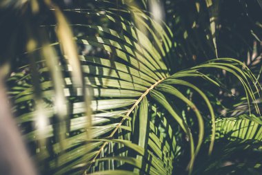 Yaratıcı tropikal yeşil yaprakları düzeni. Tropikal palmiye arka plan.