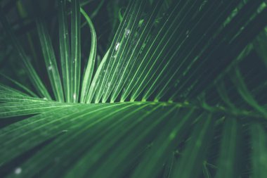 Tropikal palmiye yaprak doku, doğa koyu yeşil arka plan.