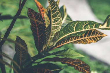 Tropikal doğa arka plan.