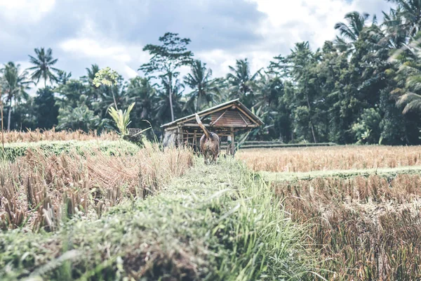 Beagle perro en la naturaleza entre los campos de arroz, isla de Bali . — Foto de Stock