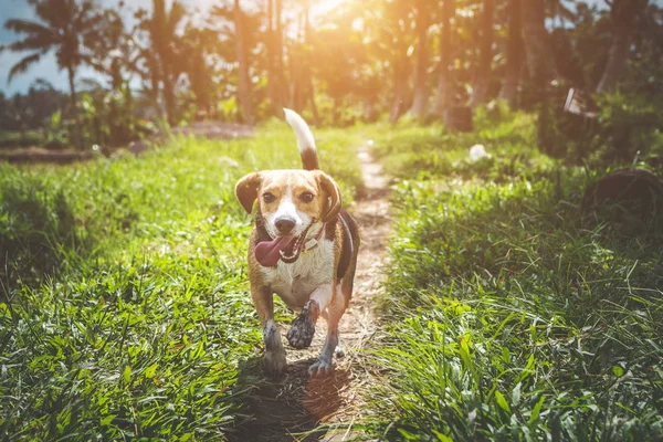 Beagle kutya jellegű között rizsföldek, Bali szigetén. — Stock Fotó